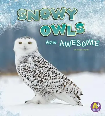 Snežné sovy sú úžasné - Snowy Owls Are Awesome