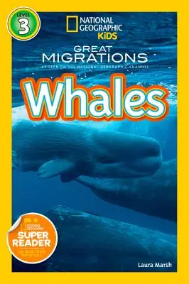 Veľryby - Whales