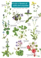 Sprievodca kvetmi prechádzok a ciest - Guide to flowers of walks and waysides
