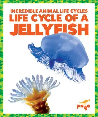 Životný cyklus medúzy - Life Cycle of a Jellyfish