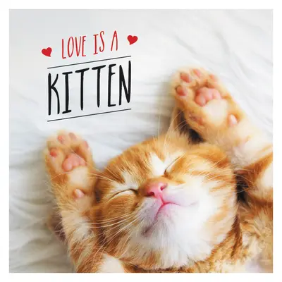 Láska je mačiatko: Mačacie oslavy najroztomilejších mačiatok na svete - Love Is a Kitten: A Cat-Tastic Celebration of the World's Cutest Kittens