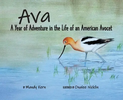 Ava: Rok dobrodružstva v živote amerického avokáda - Ava: A Year of Adventure in the Life of an American Avocet