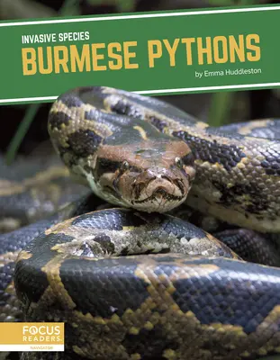 Barmské pytóny - Burmese Pythons