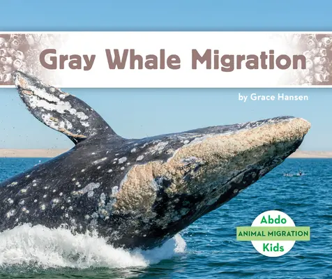 Migrácia sivých veľrýb - Gray Whale Migration