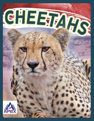 Gepardi - Cheetahs