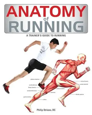 Anatómia behu - Anatomy of Running