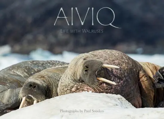 Aiviq: Život s mrožmi - Aiviq: Life with Walruses