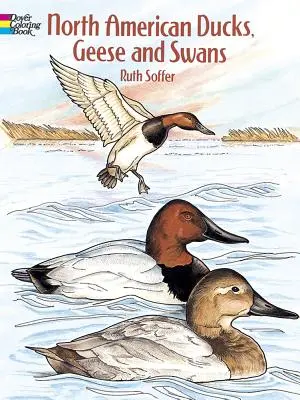 Severoamerické kačice, husi a labute Omaľovánky - North American Ducks, Geese and Swans Coloring Book