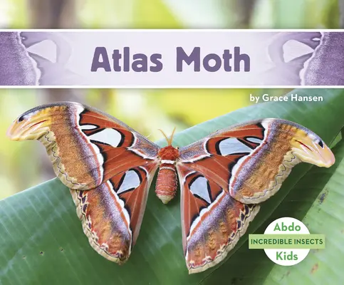 Atlasova moľa - Atlas Moth