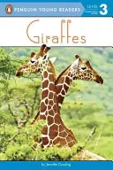 Žirafy - Giraffes