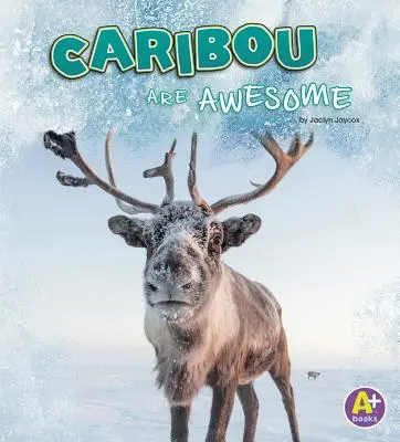 Karibu sú úžasné - Caribou Are Awesome