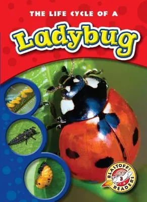 Životný cyklus berušky - The Life Cycle of a Ladybug