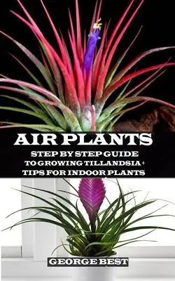 Vzduchová rastlina: Návod na pestovanie Tillandsie krok za krokom + tipy pre izbové rastliny - Air Plant: Step by Step Guide to Growing Tillandsia + Tips for Indoor Plants