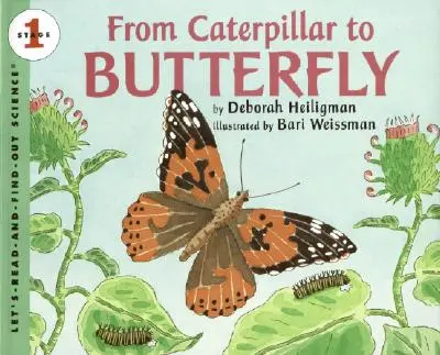 Od húsenice k motýľovi - From Caterpillar to Butterfly