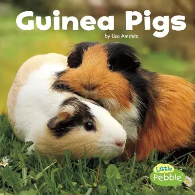Morčatá - Guinea Pigs