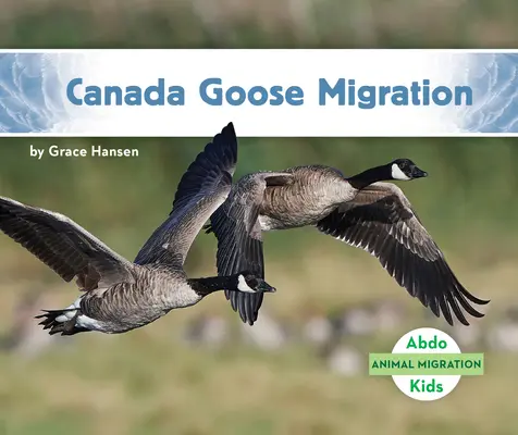 Migrácia kanadských husí - Canada Goose Migration