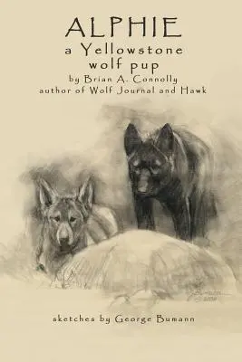 Alphie, yellowstonské vlčie šteňa - Alphie, a Yellowstone Wolf Pup
