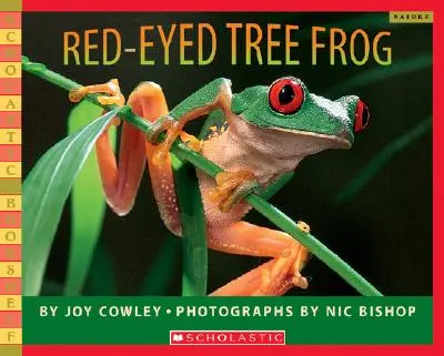 Červenooká stromová žaba - Red-Eyed Tree Frog