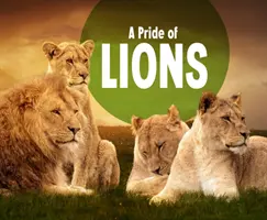 Pýcha levov - Pride of Lions