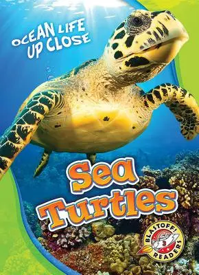 Morské korytnačky - Sea Turtles