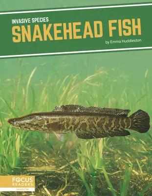 Ryba s hadou hlavou - Snakehead Fish