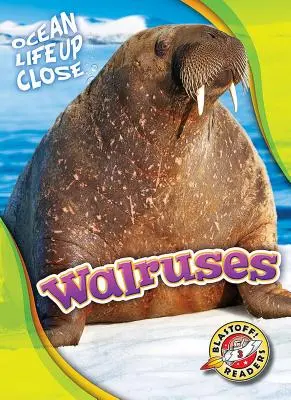 Mrože - Walruses
