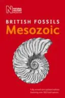 Britské druhohorné skameneliny - British Mesozoic Fossils