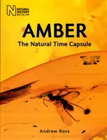 Amber - prírodná časová kapsula - Amber - The Natural Time Capsule