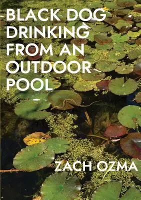 Čierny pes pije z vonkajšieho bazéna - Black Dog Drinking from an Outdoor Pool