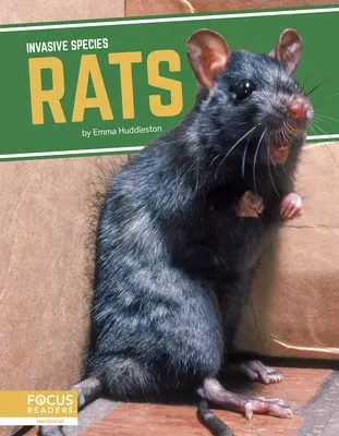 Potkany - Rats
