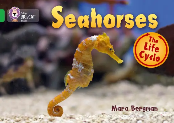 Morské koníky - Seahorses