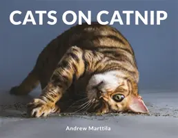 Kočky na mačacej mrene - Cats on Catnip