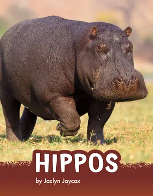 Hrochy - Hippos