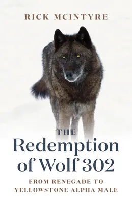 Vykúpenie vlka 302: Z odpadlíka sa stal yellowstonský alfa samec - The Redemption of Wolf 302: From Renegade to Yellowstone Alpha Male