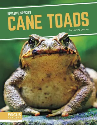 Ropuchy trstinové - Cane Toads