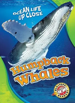 Veľryby hrbaté - Humpback Whales