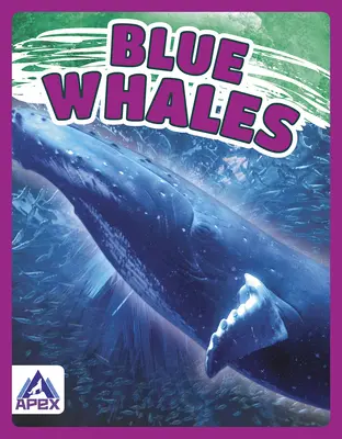 Modré veľryby - Blue Whales