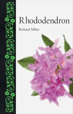 Rododendron - Rhododendron