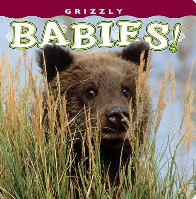 Mláďatá grizlyov! - Grizzly Babies!