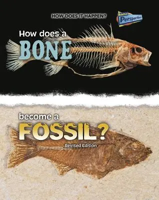 Ako sa z kosti stane skamenelina? - How Does a Bone Become a Fossil?