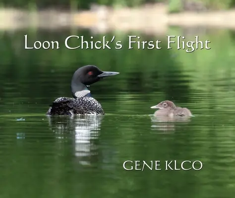 Prvý let mláďaťa bahniaka - Loon Chick's First Flight