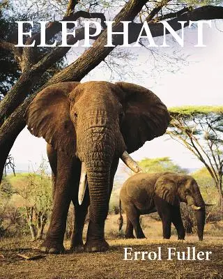 Slon - Elephant