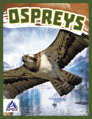 Rybáriky - Ospreys