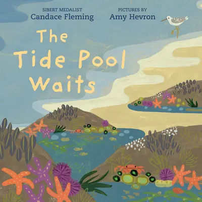 Prílivový bazén čaká - The Tide Pool Waits