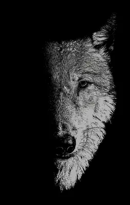 V spoločnosti vlkov: Vlkolaci, vlčice a divoké deti - In the company of wolves: Werewolves, wolves and wild children