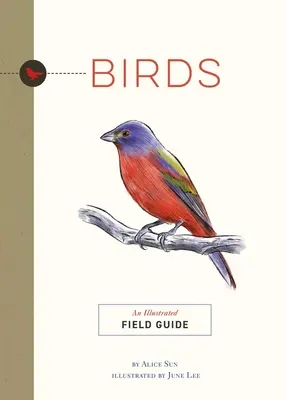 Vtáky: Ilustrovaný terénny sprievodca - Birds: An Illustrated Field Guide