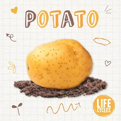 Zemiaky - Potato