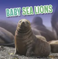 Mláďatá morských levov - Baby Sea Lions