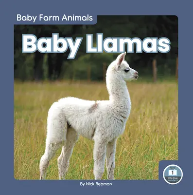 Mláďatá lamy - Baby Llamas