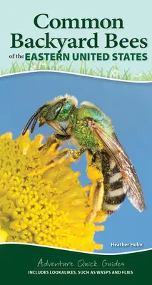 Bežné domorodé včely východnej časti Spojených štátov: Ako ľahko rozpoznať včely a im podobné - Common Native Bees of the Eastern United States: Your Way to Easily Identify Bees and Look-Alikes